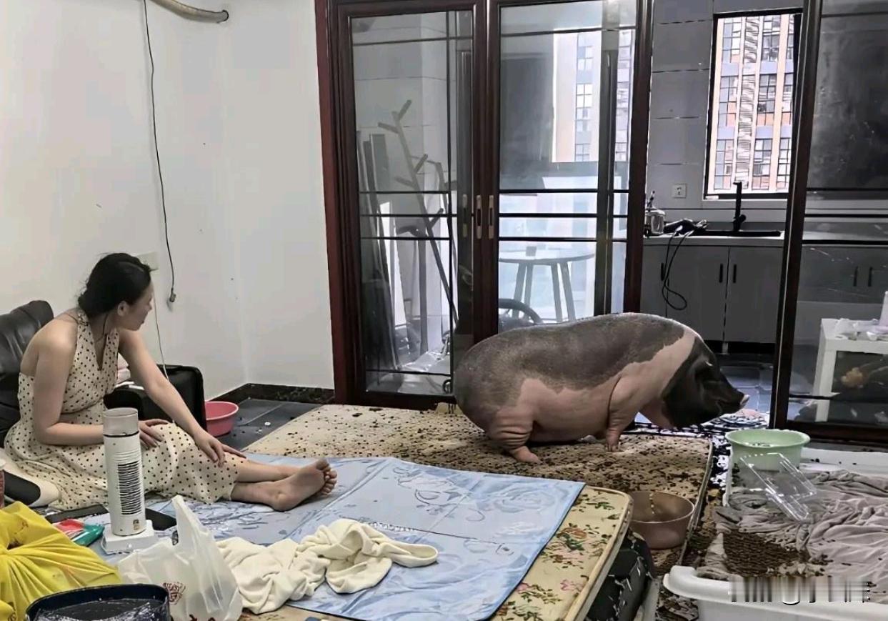 什么样的家庭只要在客厅养猪，这也太豪横了