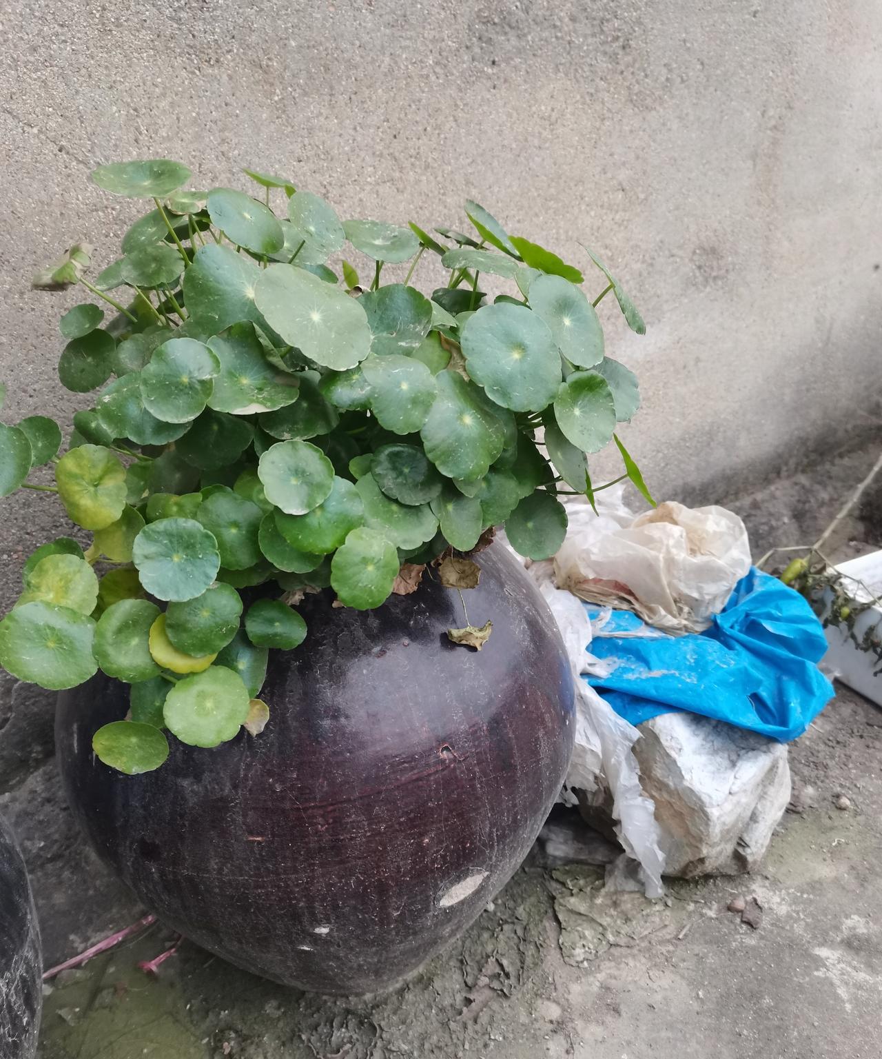 铜钱草我叫他喜三多铜钱草叶片圆润如铜钱象征财源滚滚，团团圆圆。铜钱草是一种喜