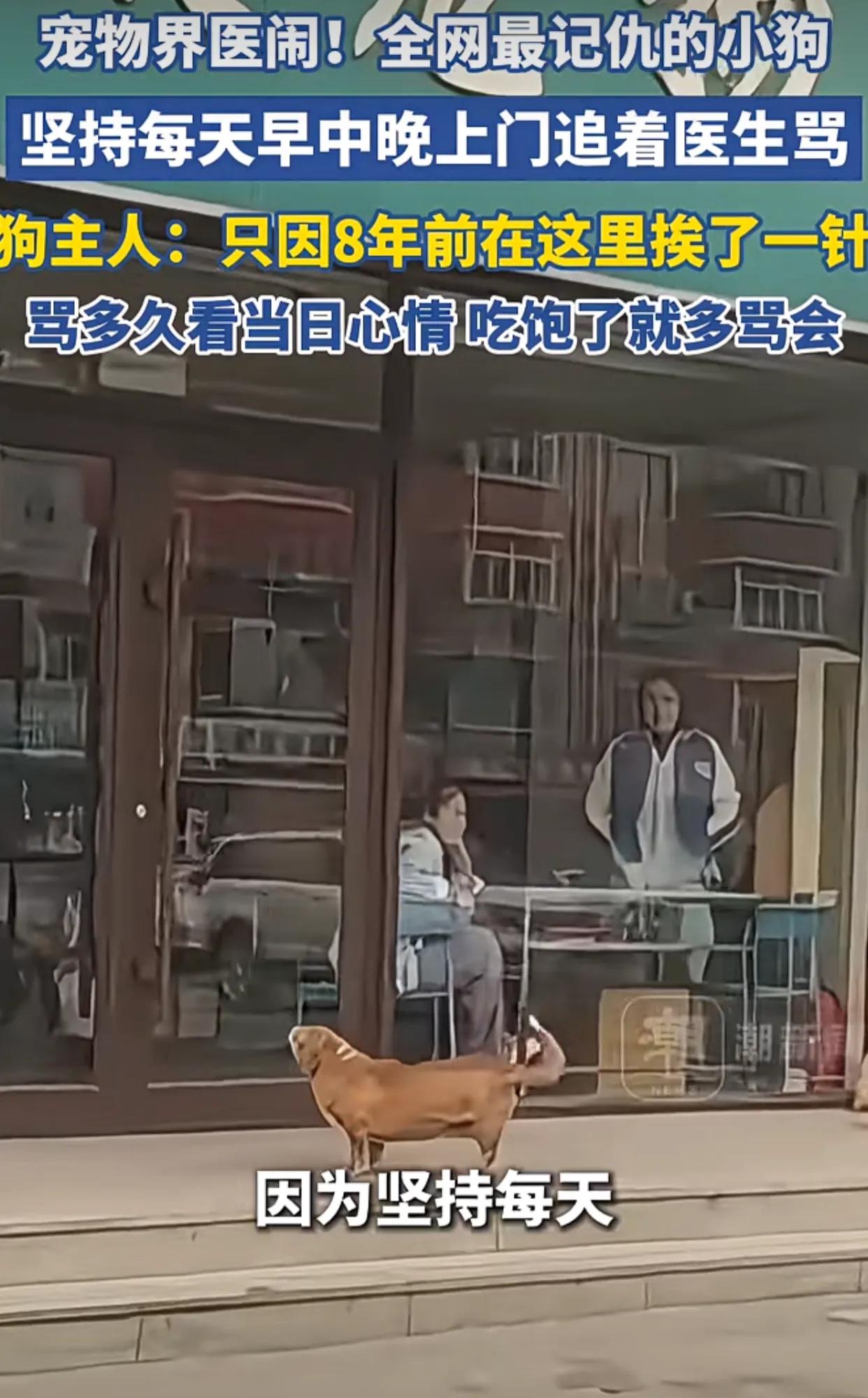 宠物界医闹！全网最记仇的小狗坚持每天早中晚上门追着医生骂。狗主人：只因8年前在这
