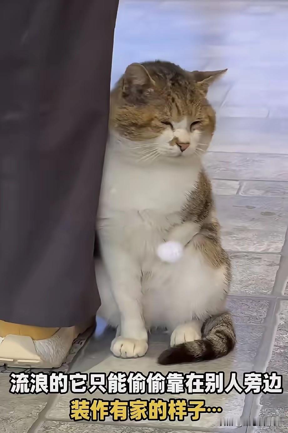 为什么大家都爱领养奶猫？这只10岁断臂老猫的故事，让人沉默在这个偏爱幼崽的时