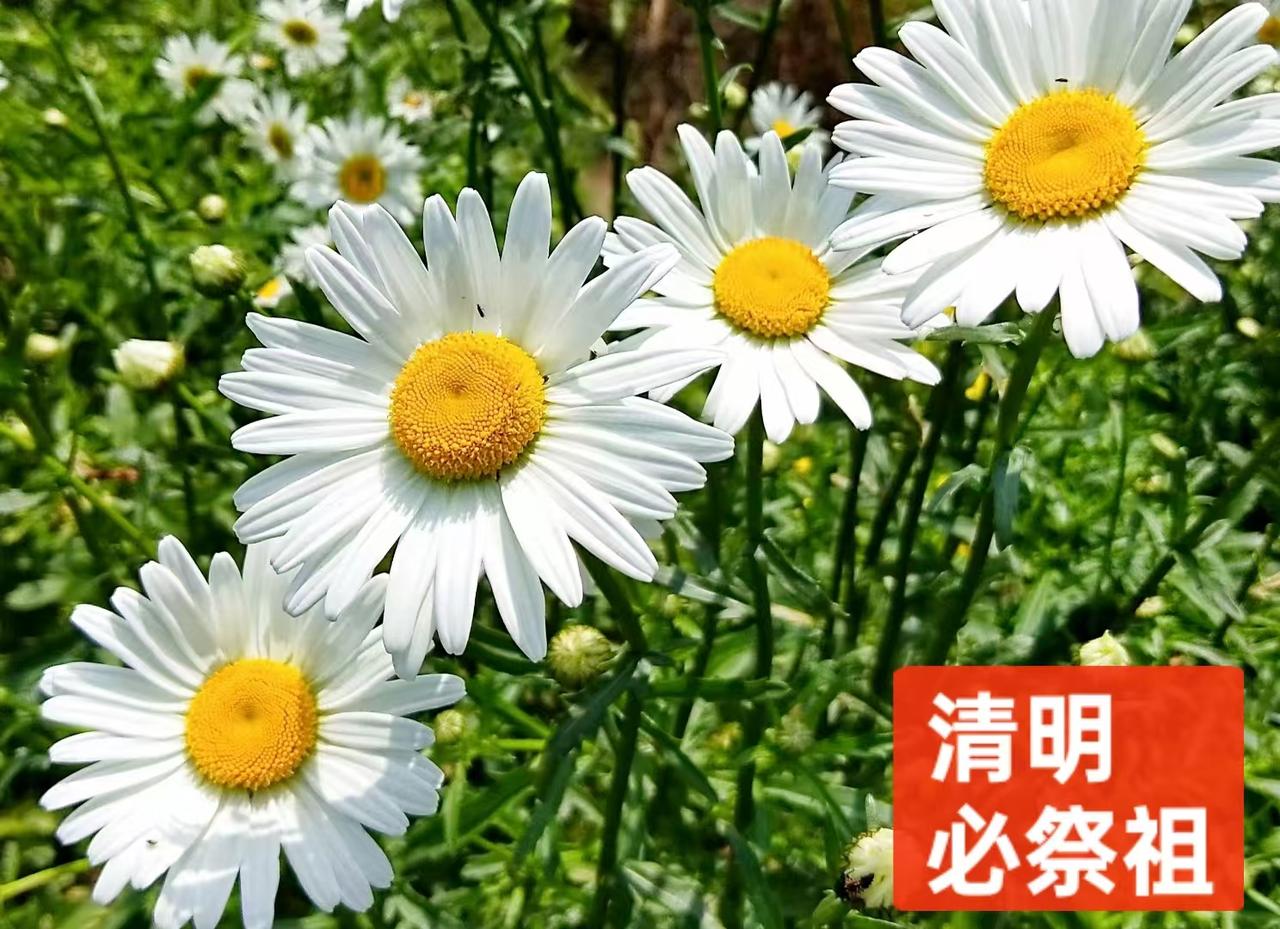 为什么要过清明节现如今，每过清明节时，已经形成了上午祭扫先祖，中午聚餐小酌，下