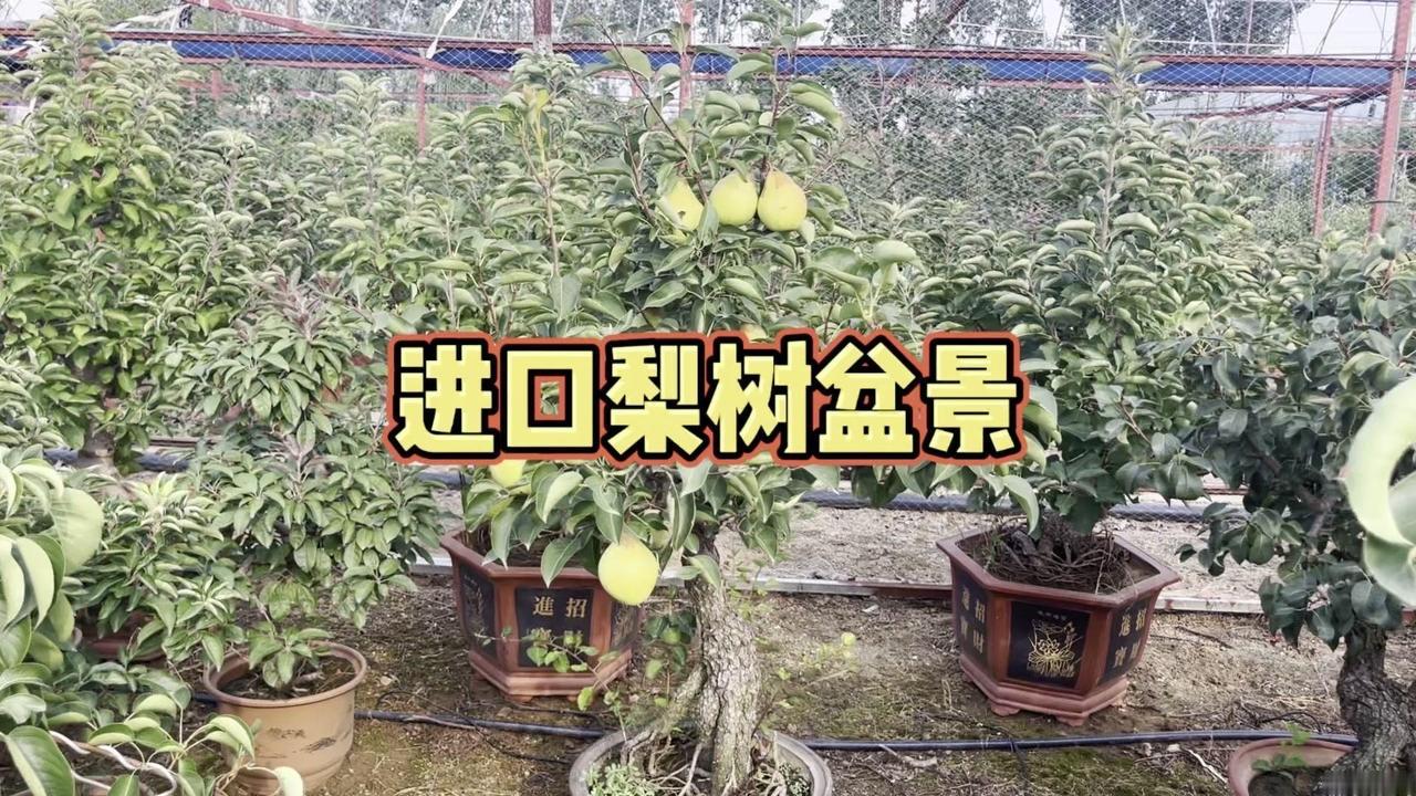 老桩梨树盆景，进口品种超吸睛！庭院里的梨树盆景原来是这么养成的！挖来老桩经过多年