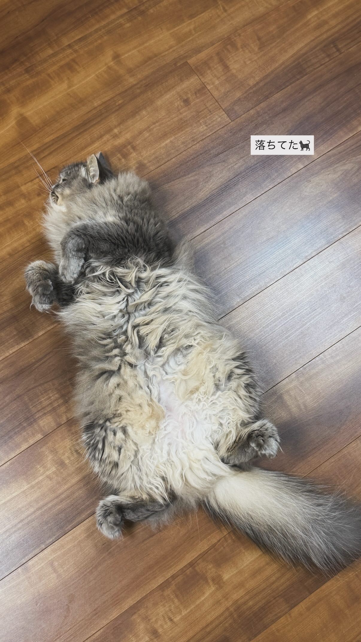 吉田綾乃クリスティー​​​