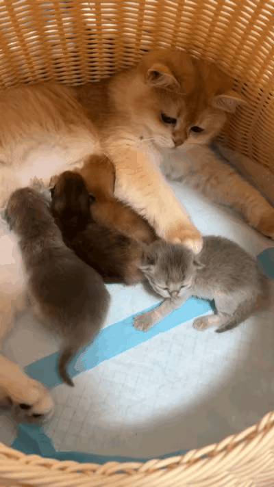 这只猫妈，绝对是“育儿界”的强迫症选手！喂奶时间到，猫妈正襟危坐，突然发现队伍