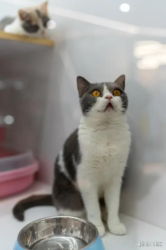 我是让猫咪睡床上的，那种毛茸茸的小家伙往身边一躺，幸福感直接拉满。之前养的那只橘