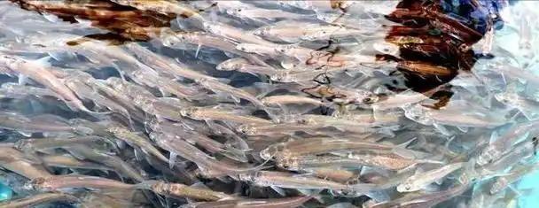 青海保护了20年湟鱼，现在泛滥成灾，为何无人敢吃？生活在青海湖附近的70岁的老人