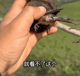 人家睡的好好的，你把人家窝给拆了！太坏了![捂脸哭]