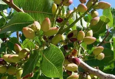这4种零食人人买得起, 还是癌细胞的“克星”! 第1种你肯定吃过