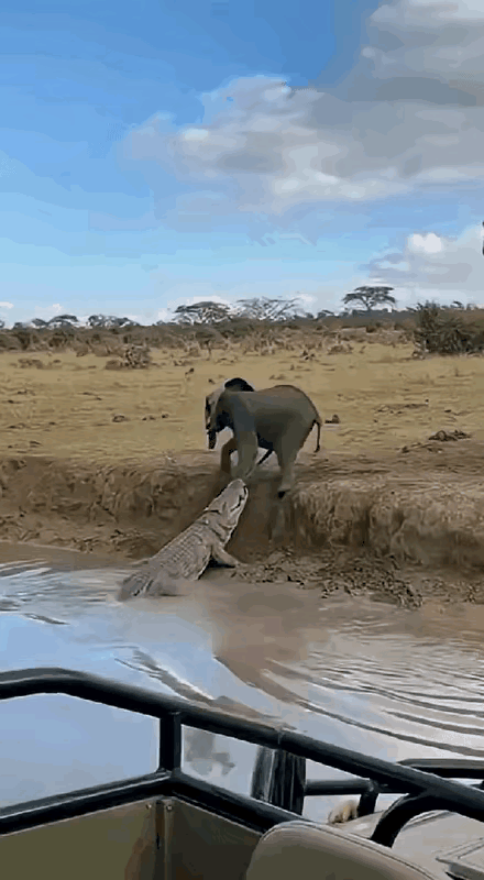 大象：你吃了熊心豹子胆啦，敢动我孩子？