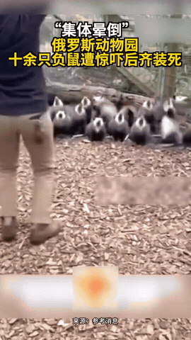 笑不活了！俄罗斯有个工作人员，想和动物园里的十几只负鼠开个玩笑，就突然跳到它们面