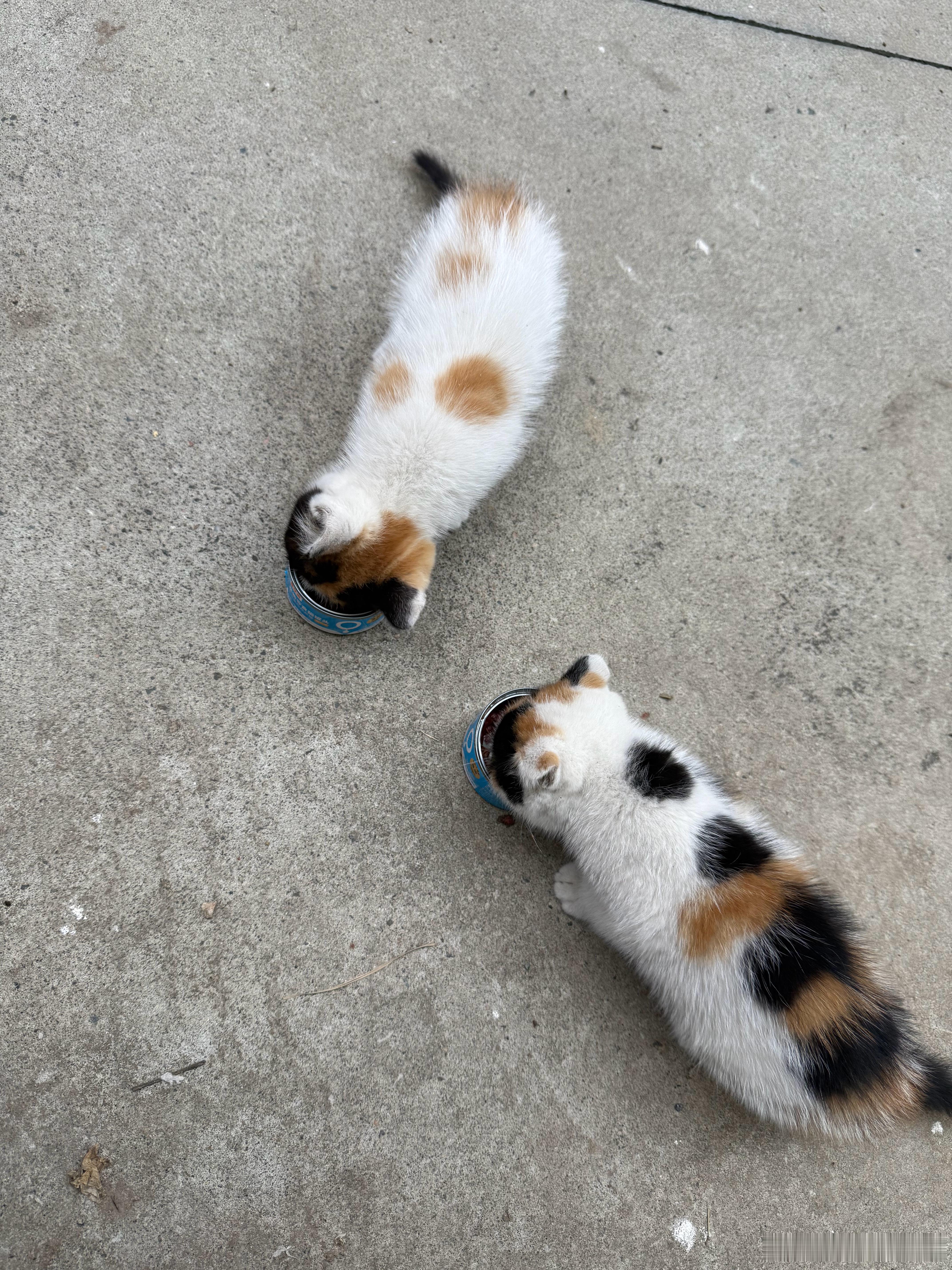 这楼下的小野猫，真能吃[捂脸哭][捂脸哭][捂脸哭]​​​