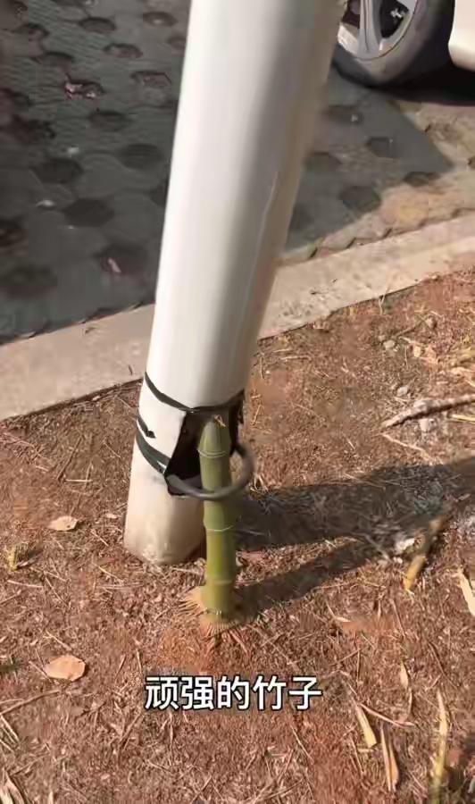 “顽强的竹子”——真的？还是假的？刚才看到说在浙江绍兴新昌，有一株竹子恰好从