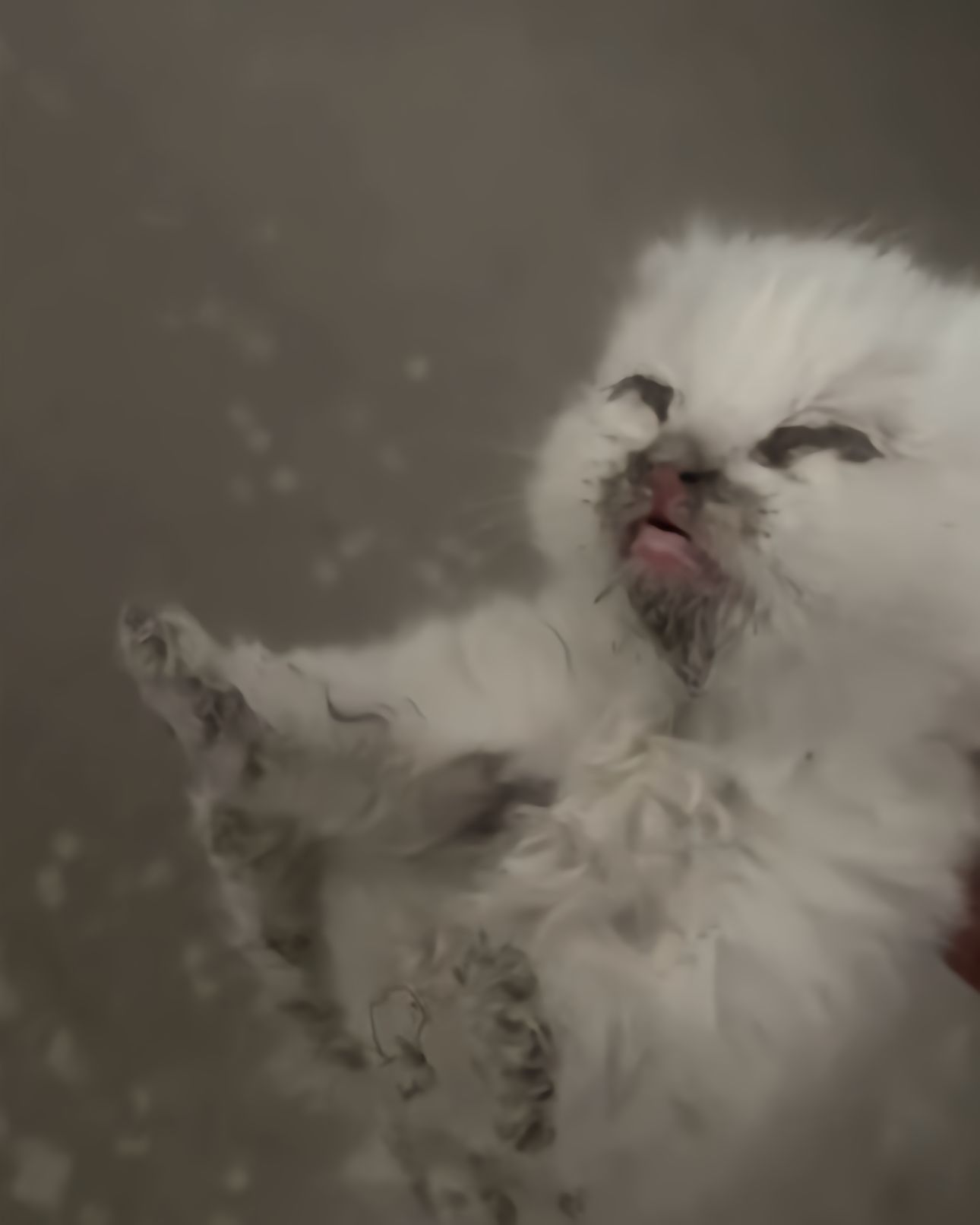 爱猫如养花[抱抱]​​​