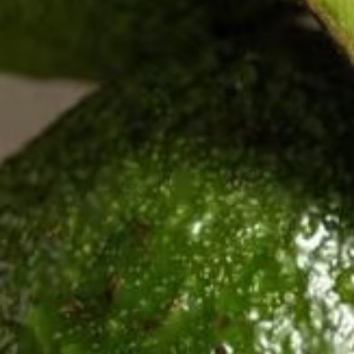 牛油果的种植方法：1、选地整地：牛油果喜爱生长在土壤层浓厚、肥效好的地块，栽种前