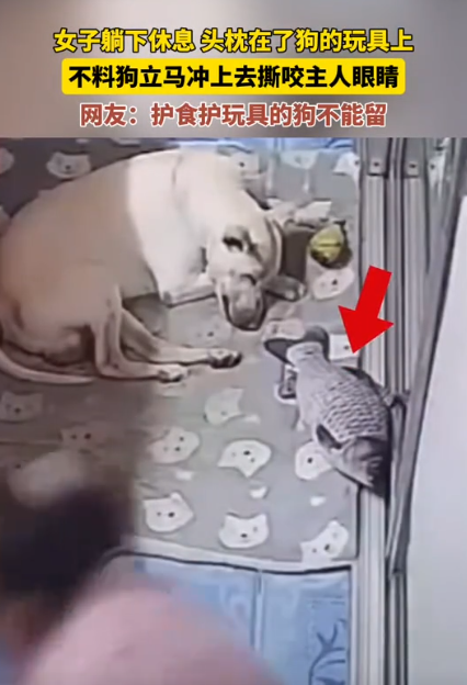 “畜生永远是畜生”！黑龙江一女子躺下休息，头枕在了狗的玩具上，没想到狗扑到主人的