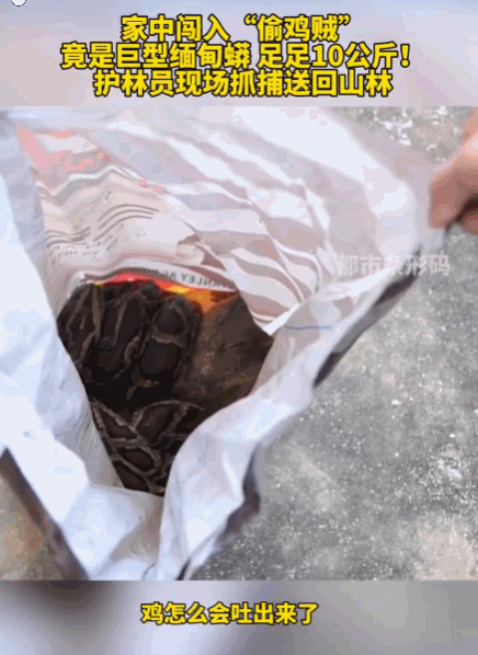 万万没想到！云南红河，一户人家传来惊叫，一条巨蟒摸进家门，当场就把一只鸡给吞下肚