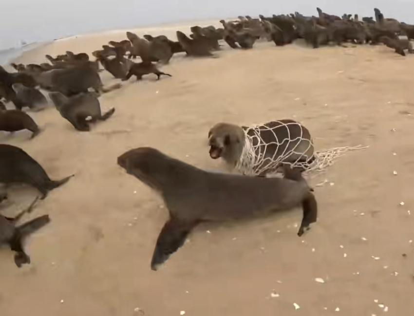 海狮可真多呀海里的