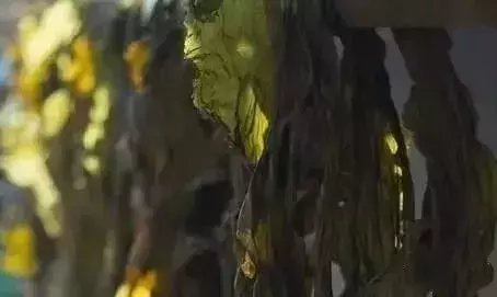 它是长寿第一菜, 降三高 溶血栓 刮油排毒有奇效! 百岁老人都爱吃