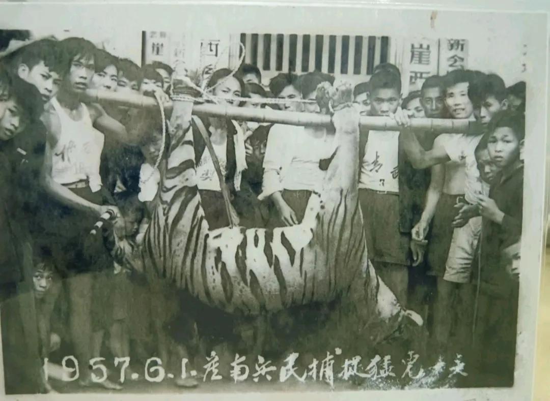 解放初期的民兵队长都是些猛人，他们甚至可以徒手与猛虎搏斗。1951年7月14