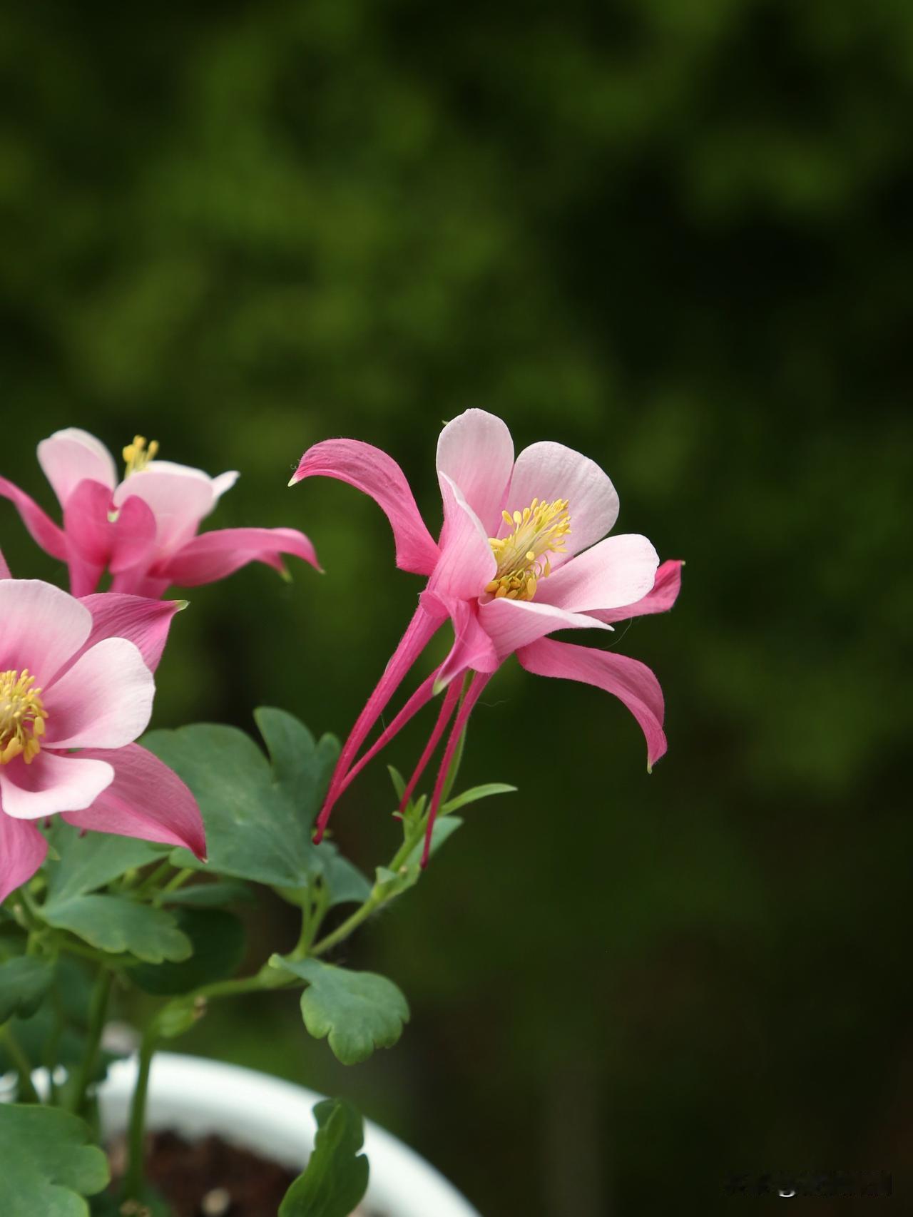 我不怕重复，又来发我的耧斗菜了。这个季节的耧斗菜特别好养，默默无闻的开花机器，刚