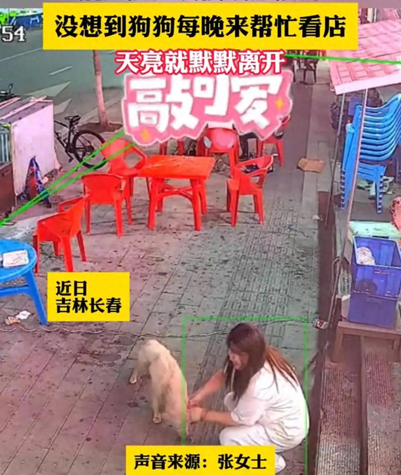 太通人性了！长春，烧烤店老板娘多次投喂流浪狗，没想到，流浪狗竟每天趁她收摊后，又