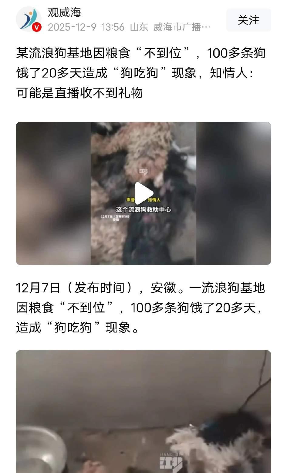 100多条流浪狗饿了整整20天，瘦得只剩皮包骨，甚至出现“狗吃狗”的惨状，本该是