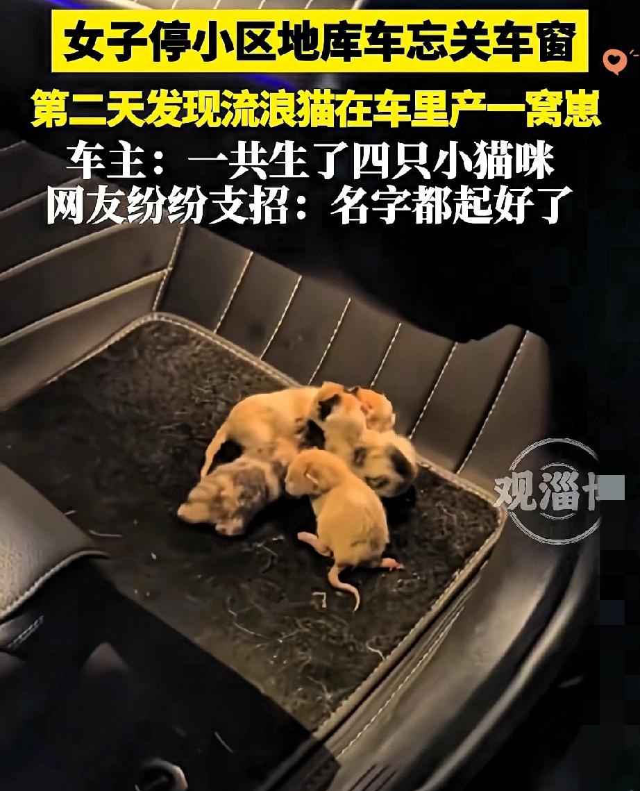 谁能想到，一个粗心忘关车窗的小失误，竟成了一场生命的温柔邂逅。安徽这位车主第