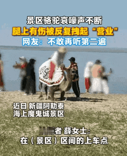 太没人性了！新疆阿勒泰，一女子正在游玩，突然听到骆驼哀嚎声。她循声望去，发现一头