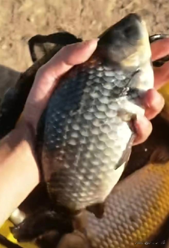 其实钓鲫鱼也没那么难，只是要根据情况去改变钓法。我看到好多钓一天也搞不到一条