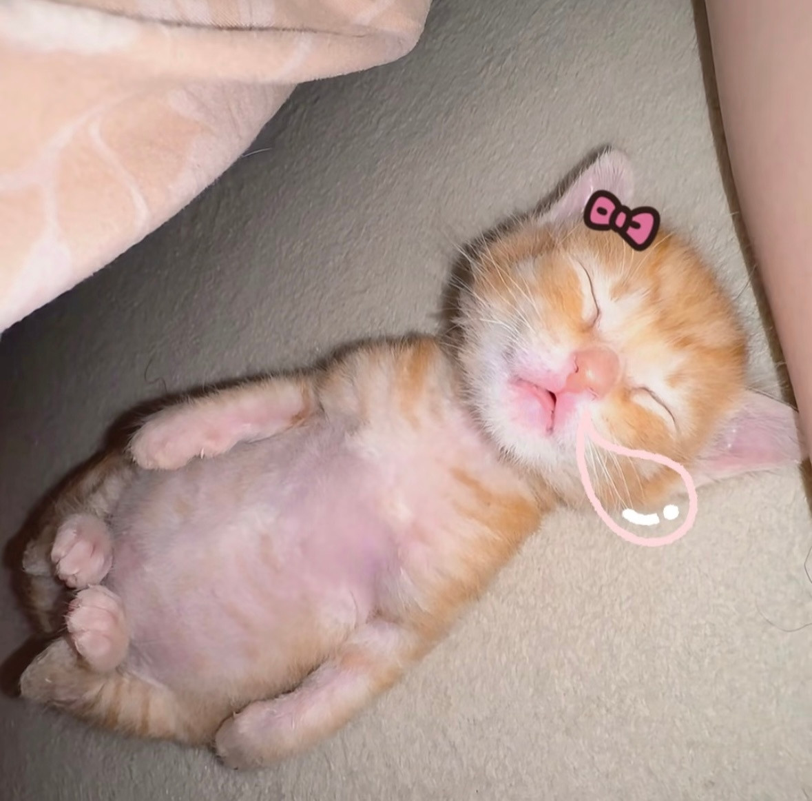 ᶻz⦮_ ̫_⦯可爱猫咪​​​
