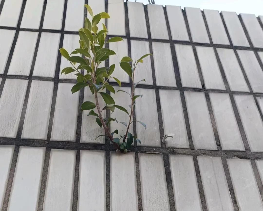 咬定墙缝不放松，瓷砖缝里把根冲。任它风雨来敲打，绿影倔强立墙中。