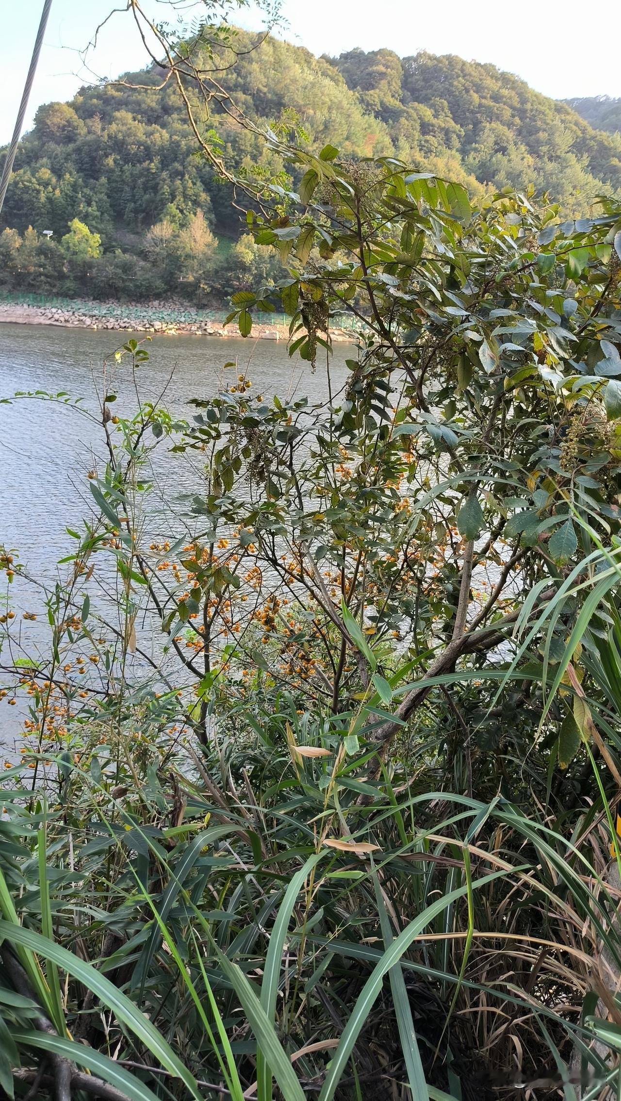 宁波东吴水库边上,一棵柿子树火了!甚至比旁边的水杉林还要火,硕果累累,就是大家采