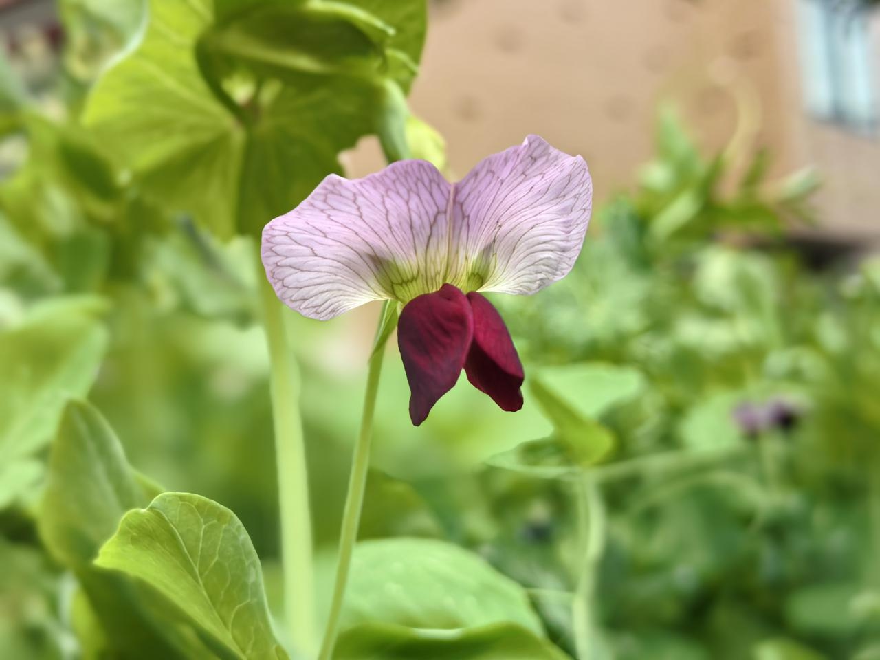 很多来自重男轻女地区的人，和浙江人通婚后，也接受二胎随母姓了。1️⃣有一个湖