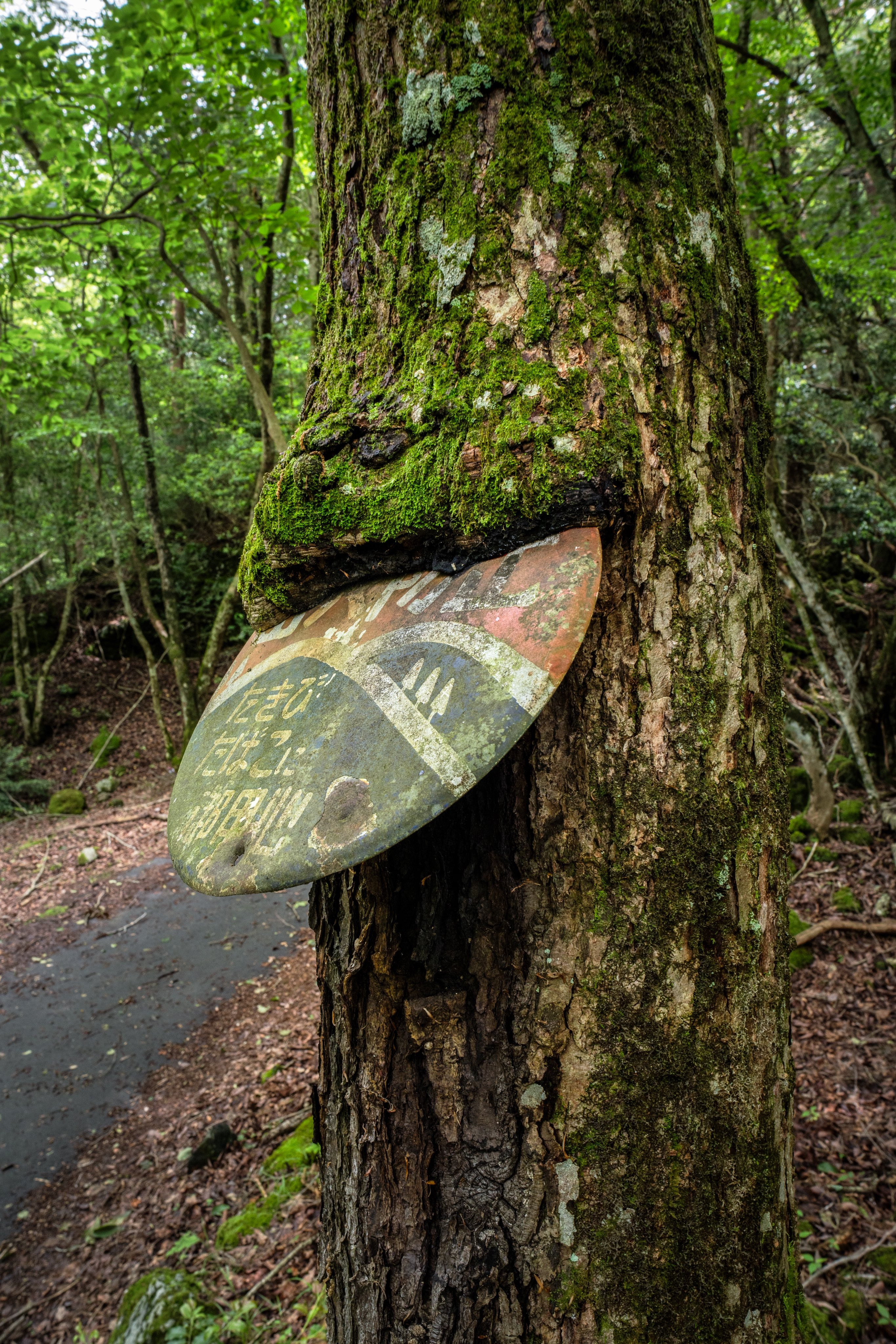 吞噬路标的树木​​​