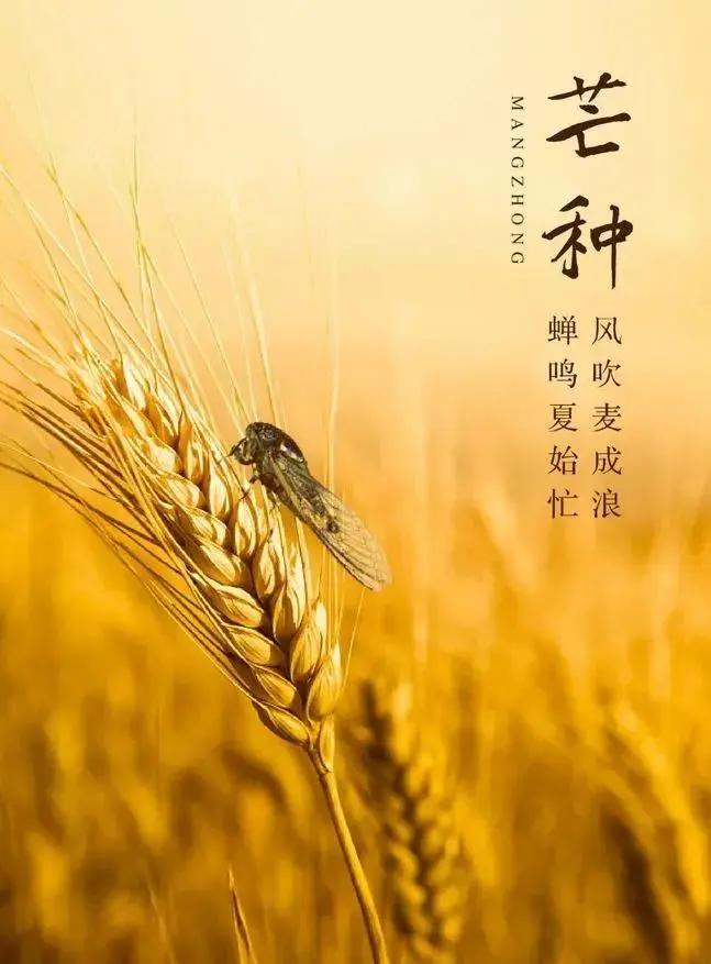 七律·芒种时临芒种热风扬遍野田畴麦渐黄布谷声催耕事紧秧针影动水田长