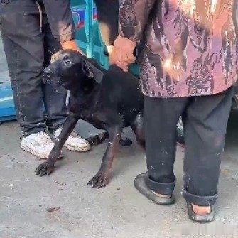黑狗咬人被主人卖掉吓得眼神呆滞看视频狗子已经吓得不敢动了，它已经知道自己的结局。