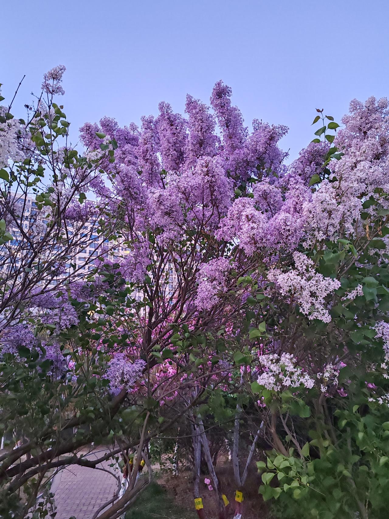 与时俱进吧！寒食节虽为中国传统文化，却并非现实法令。如今国家规定清明节放假祭祖，