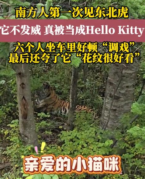 “无知者无畏！”吉林珲春，一男子采松子下山时，突然看到旁边的树林中有动静，仔细一