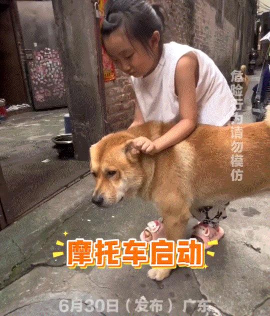 广东，一女子在网上发视频分享，她家姑娘放暑假回家和家中狗子玩的一幕，因狗子们被