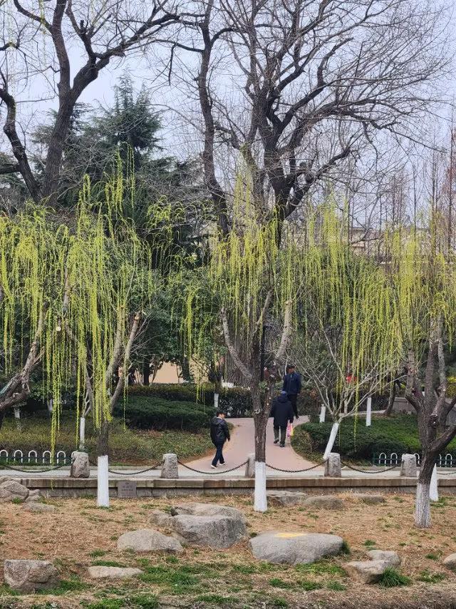 青岛春日的海泊河公园里柳枝吐绿、乌语花香、梅香两岸快来看看吧！青岛海泊河公园里