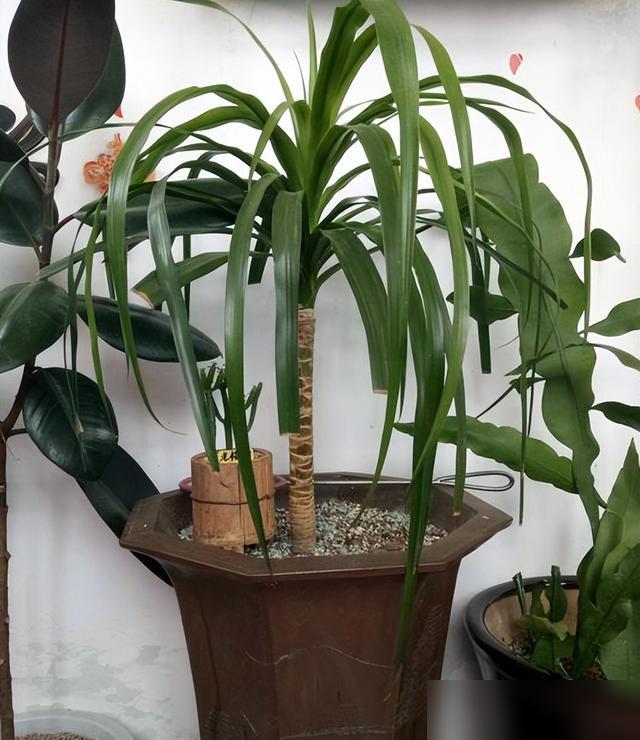 家人们谁懂啊！养了俩月的龙血树突然干尖，叶子尖儿焦得像烤过，看着真心疼！最近好多