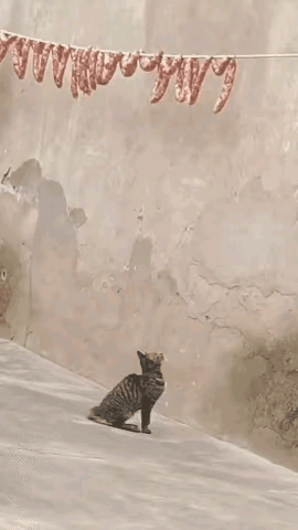 不懂就问，这是真的吗？