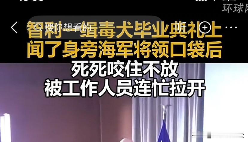 这只初出茅庐的缉毒狗狗本以为立功抓个大瓜，可它没有想到的是，自己只学会了缉毒，却