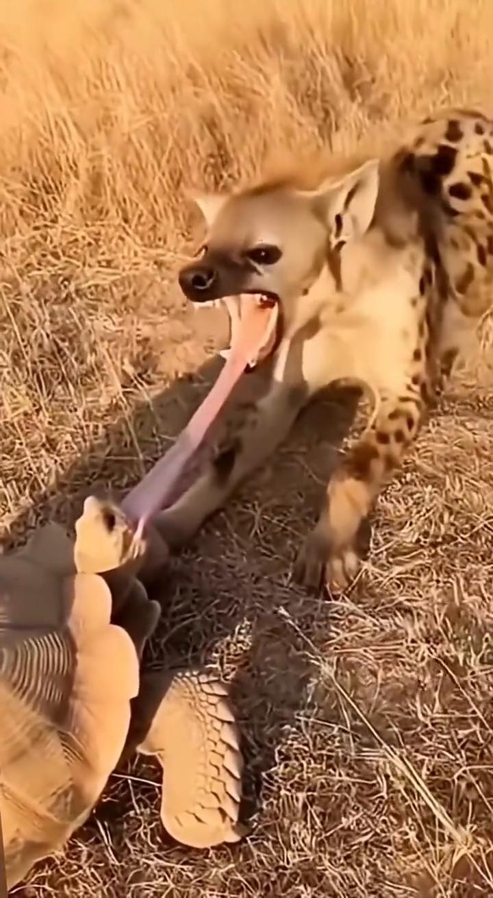 作死的鬣狗。这绝对是你很少见过的鬣狗作死名场面。·猎狗还想吃陆龟，结果舌头卡