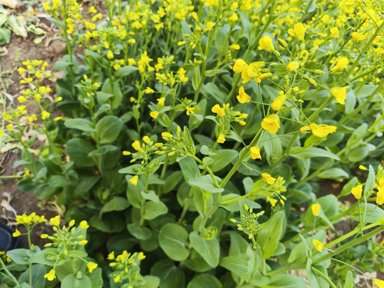 “猪肉降价了，包子为什么不降价？”早晨去吃早餐听到了一位买包子的大姨质问老板