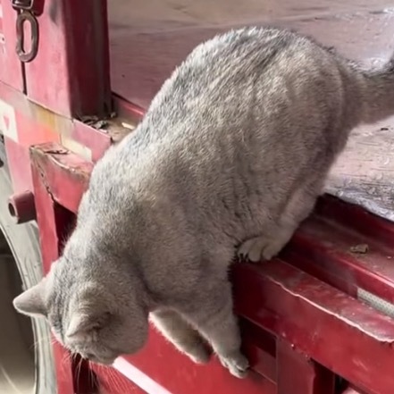 身手矫健的胖猫咪恶评！！！！！咪不听！