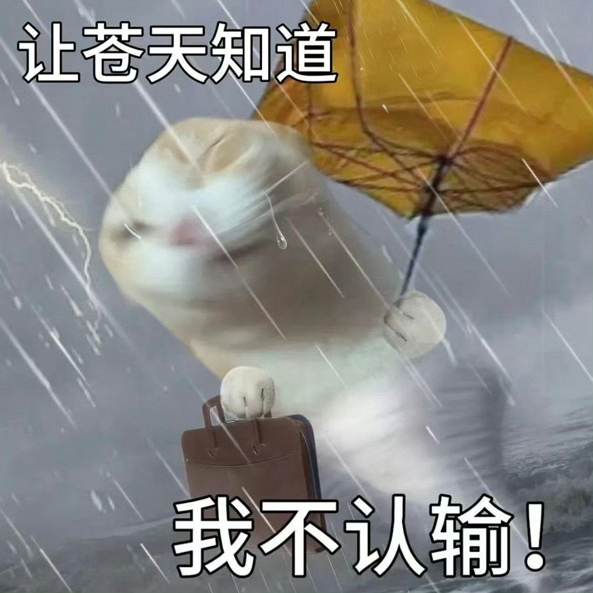 这张表情包好适合最近天天被雨淋的很狼狈的我