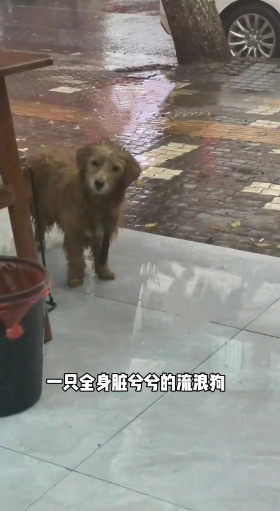 暴雨天小狗上门讨食，店家的举动太戳人心网上流传这样一段暖心小故事。暴雨滂沱