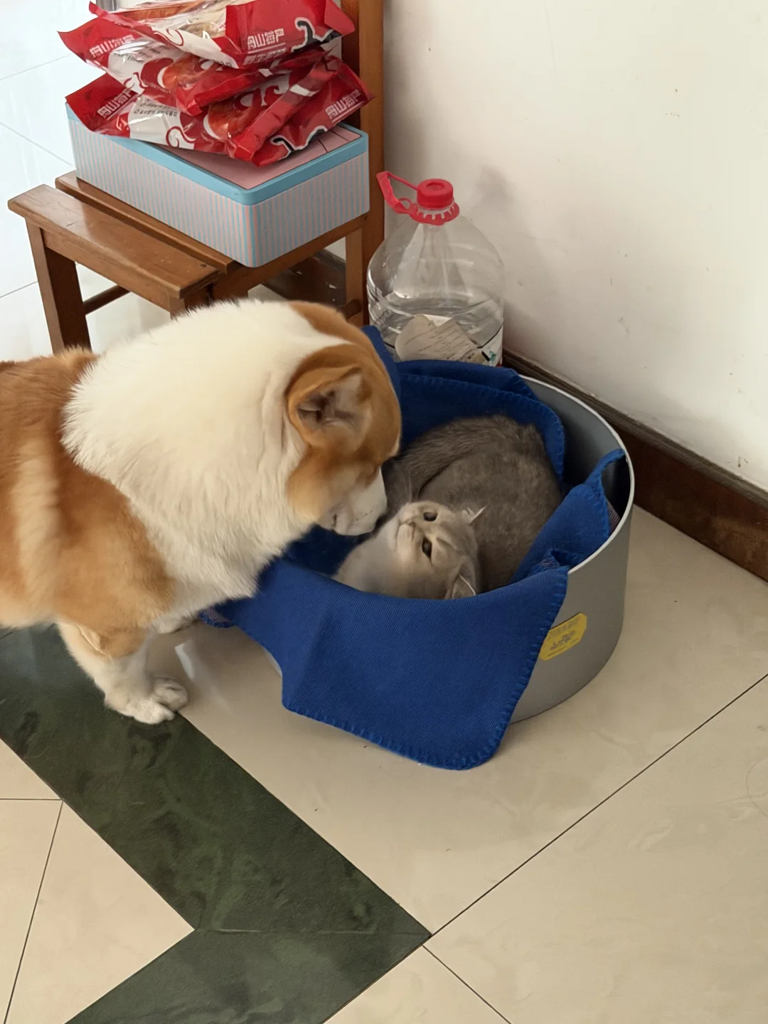 猫咪：你别太黏了