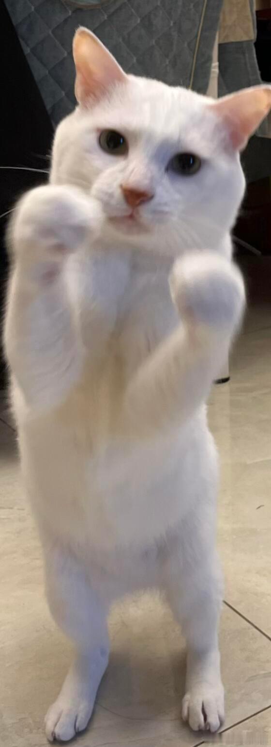 猫猫拳！